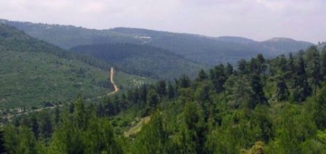 Израиль – единственная страна, в которой сегодня растет больше лесов,  чем 100 лет тому назад.