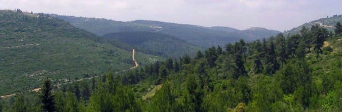 Израиль – единственная страна, в которой сегодня растет больше лесов,  чем 100 лет тому назад.