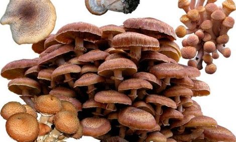 Съедобное-несъедобное. У каких грибов есть ядовитые двойники?