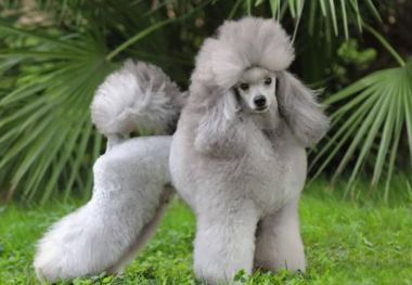 Мошенничества в Великобритании: хозяева калечат питомцев ради страховки