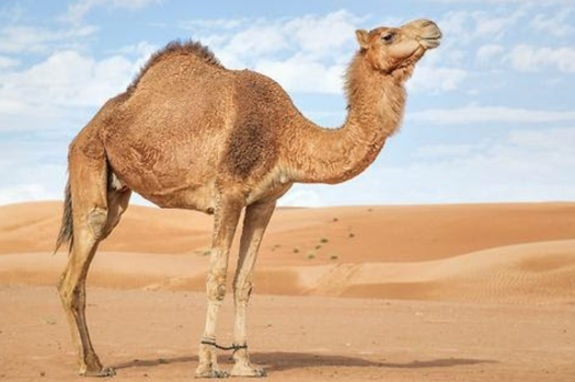 В Австралии расстреляют с вертолетов 10 тысяч верблюдов