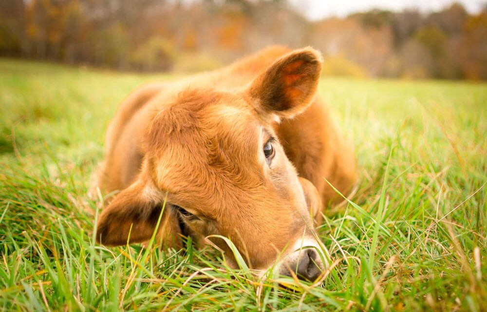 Вера превыше разума. К главе «Хукат» 