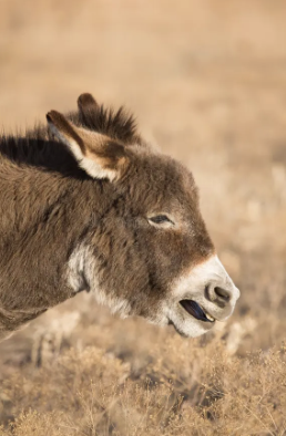 «Хумаш Коль Менахем»: Говорящая ослица Бильама